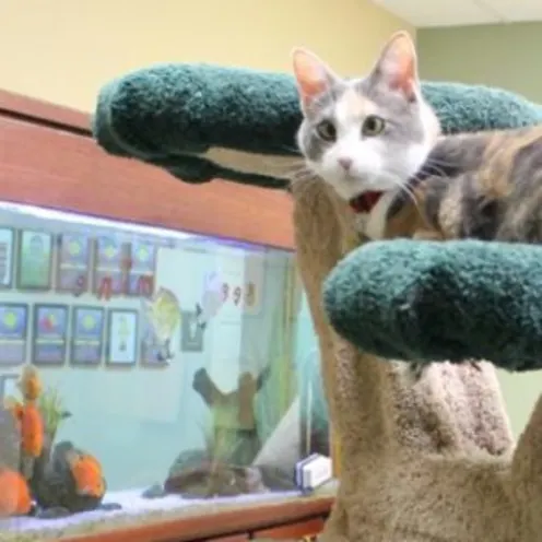 Cat on carpet tower staring at fish tank.